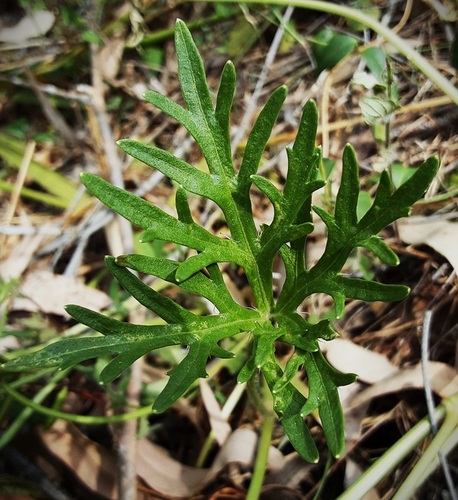 Trachymene incisa (Australian parsnip) (alternate view 2)