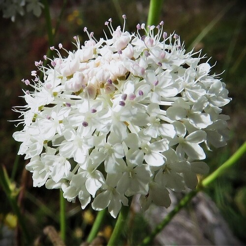 Trachymene incisa (Australian parsnip)