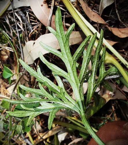 Trachymene incisa (Australian parsnip) (alternate view 3)