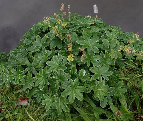 Alchemilla conjuncta (Silver Lady's Mantle) (alternate view 5)