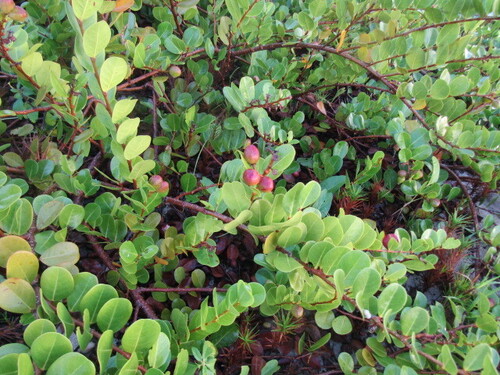 Chrysobalanus icaco (Cocoplum) (alternate view 2)