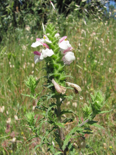 Bellardia trixago (Mediterranean lineseed) (alternate view 9)