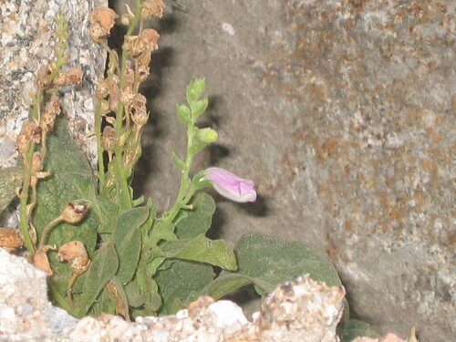 Digitalis thapsi (Spanish Foxglove)