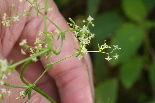 Galium mollugo (Hedge Bedstraw)