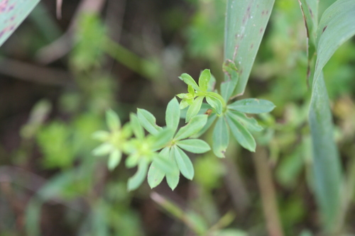 Galium mollugo (Hedge Bedstraw)