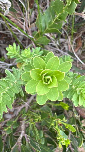 Phyllanthus calycinus (False Boronia) (alternate view 3)