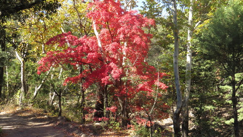 Acer grandidentatum (bigtooth maple) (alternate view 5)