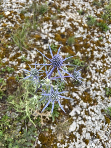 Eryngium amethystinum (Amethyst Sea Holly) (alternate view 4)