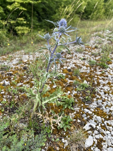Eryngium amethystinum (Amethyst Sea Holly) (alternate view 5)