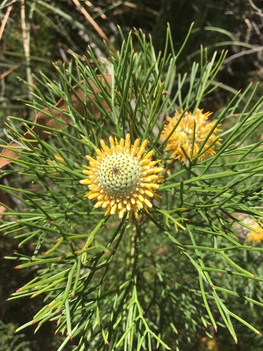 Isopogon anethifolius (Narrow-leaf Drumsticks) (alternate view 8)
