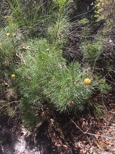 Isopogon anethifolius (Narrow-leaf Drumsticks) (alternate view 9)