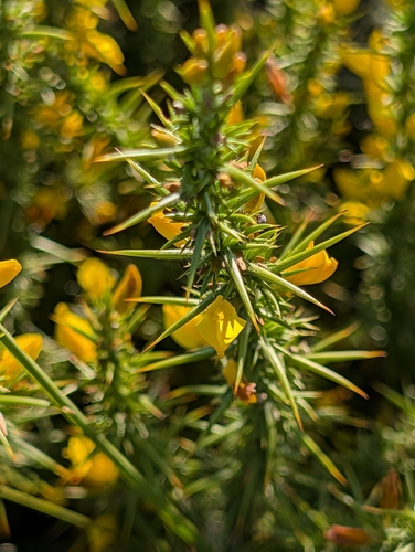 Ulex minor (Dwarf Gorse) (alternate view 3)