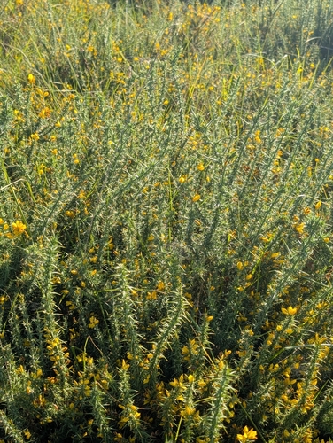 Ulex minor (Dwarf Gorse) (alternate view 4)