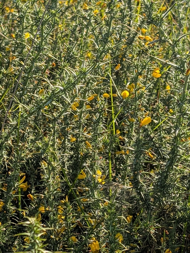 Ulex minor (Dwarf Gorse) (alternate view 5)