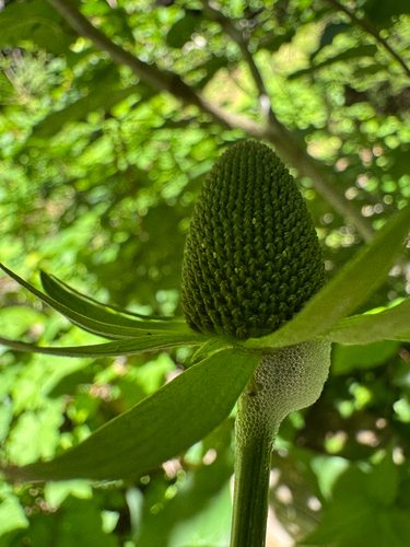 Rudbeckia occidentalis (Western Black-eyed Susan) (alternate view 5)