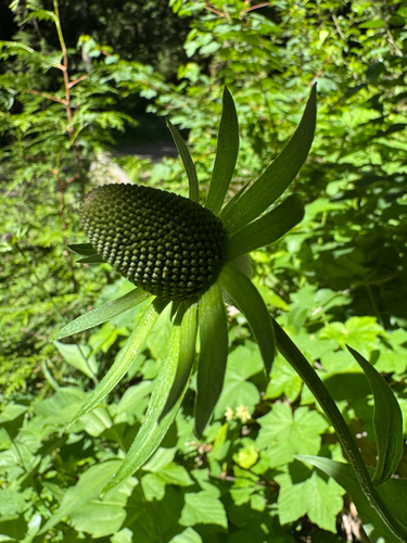Rudbeckia occidentalis (Western Black-eyed Susan) (alternate view 4)