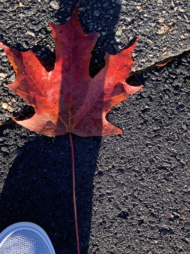 Acer saccharum (sugar maple) (alternate view 8)