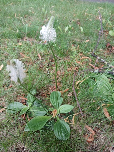 Plantago media (Hoary Plantain)