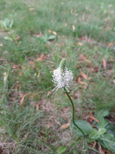 Plantago media (Hoary Plantain)