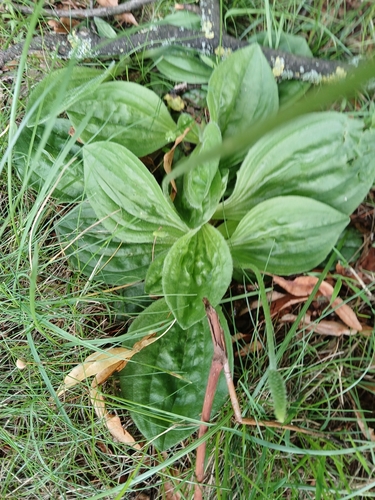 Plantago media (Hoary Plantain)