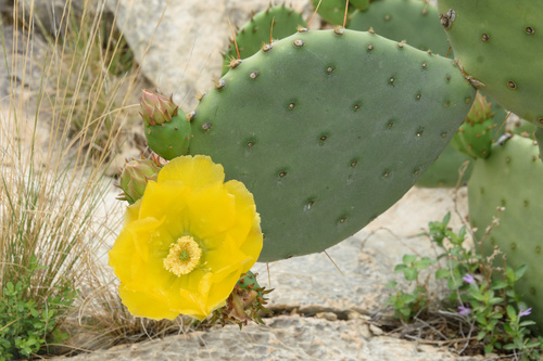 Opuntia lindheimeri (Texas Pricklypear) (alternate view 4)