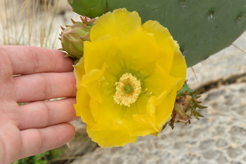 Opuntia lindheimeri (Texas Pricklypear) (alternate view 3)