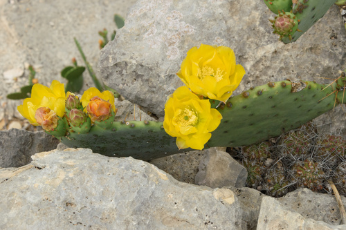 Opuntia lindheimeri (Texas Pricklypear) (alternate view 5)