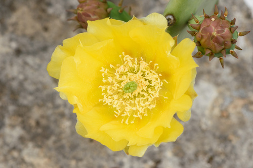 Opuntia lindheimeri (Texas Pricklypear) (alternate view 2)
