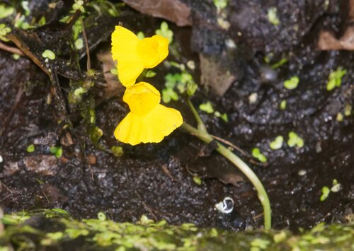 Utricularia × neglecta (Yellow bladderwort)