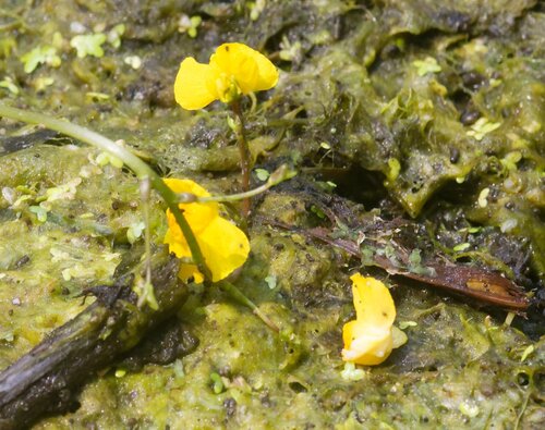Utricularia × neglecta (Yellow bladderwort) (alternate view 2)
