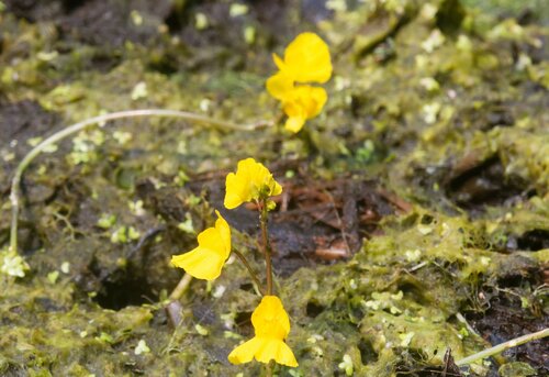 Utricularia × neglecta (Yellow bladderwort) (alternate view 3)