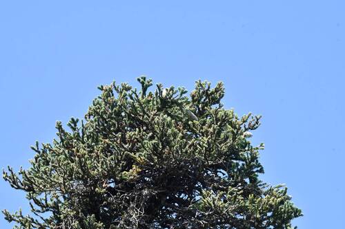 Abies numidica (Algerian Fir) (alternate view 4)