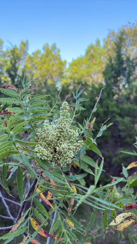 Rhus lanceolata (Prairie flameleaf sumac) (alternate view 5)