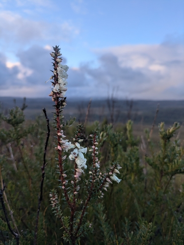 Epacris impressa (Common Heath) (alternate view 7)