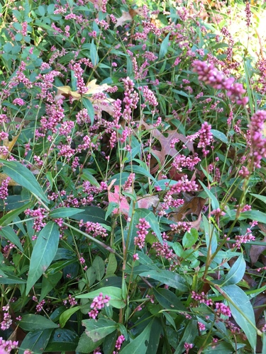 Persicaria longiseta (low smartweed)