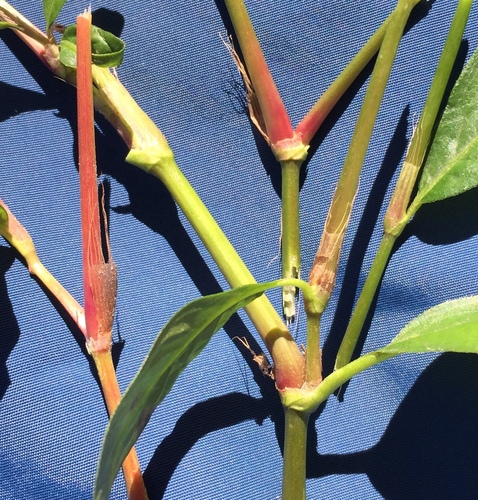 Persicaria longiseta (low smartweed)