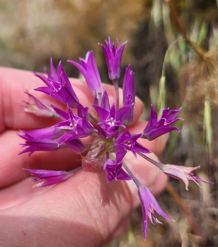 Allium acuminatum (Hooker's Onion) (alternate view 3)