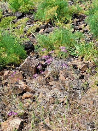Allium acuminatum (Hooker's Onion) (alternate view 4)