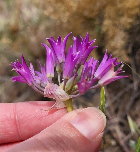 Allium acuminatum (Hooker's Onion) (alternate view 5)