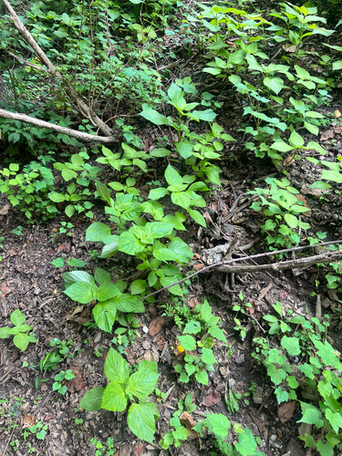 Perilla frutescens (beefsteak plant)