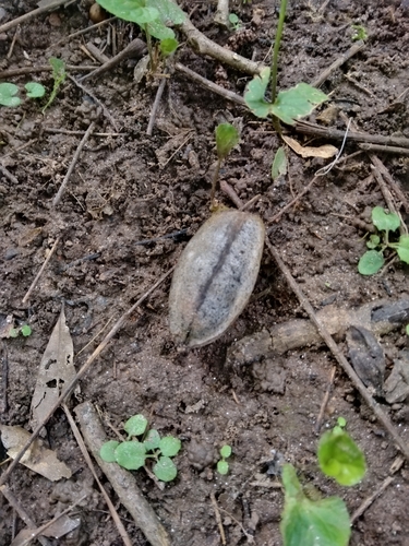 Carya illinoinensis (pecan)