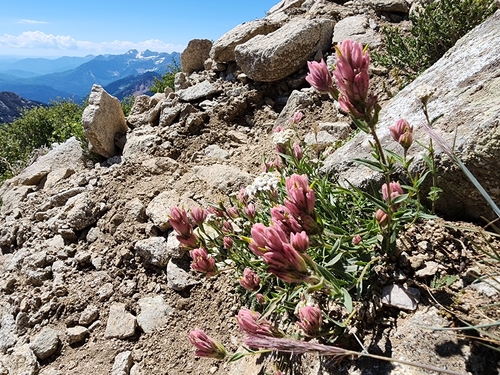 Castilleja rhexiifolia (Rhexia-leaved paintbrush) (alternate view 2)