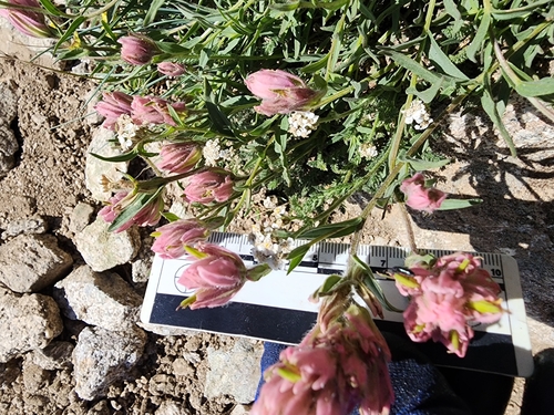 Castilleja rhexiifolia (Rhexia-leaved paintbrush) (alternate view 3)