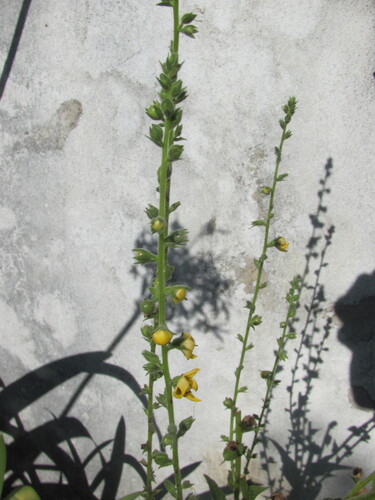 Verbascum virgatum (Wand Mullein) (alternate view 3)