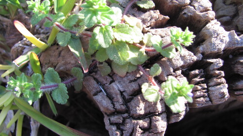 Veronica arvensis (corn speedwell)