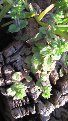 Veronica arvensis (corn speedwell)