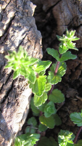 Veronica arvensis (corn speedwell)