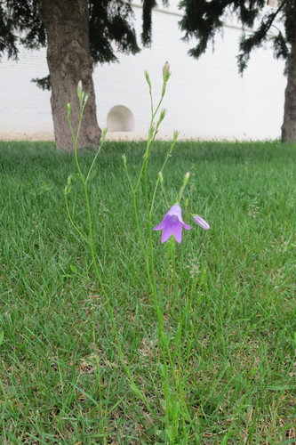 Campanula patula (Spreading Bellflower)