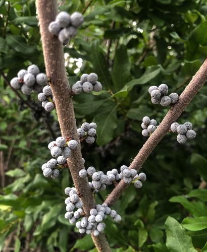 Morella pensylvanica (northern bayberry) (alternate view 5)