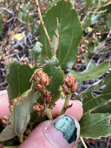 Ceanothus velutinus (Snowbrush)